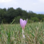 IMG_6885