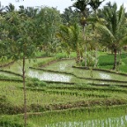 _DSC0068 lay