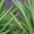 _DSC0072 lay