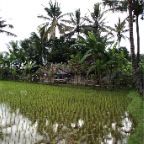 _DSC0080 lay