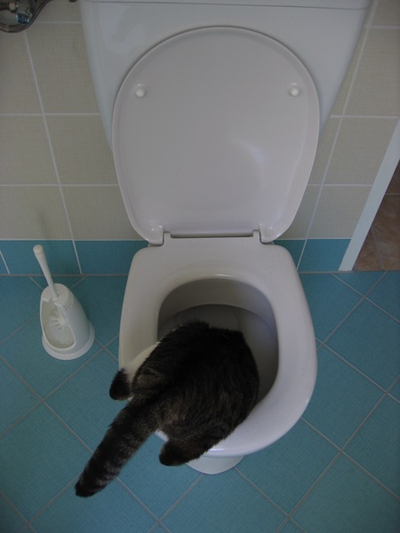 Loading Image